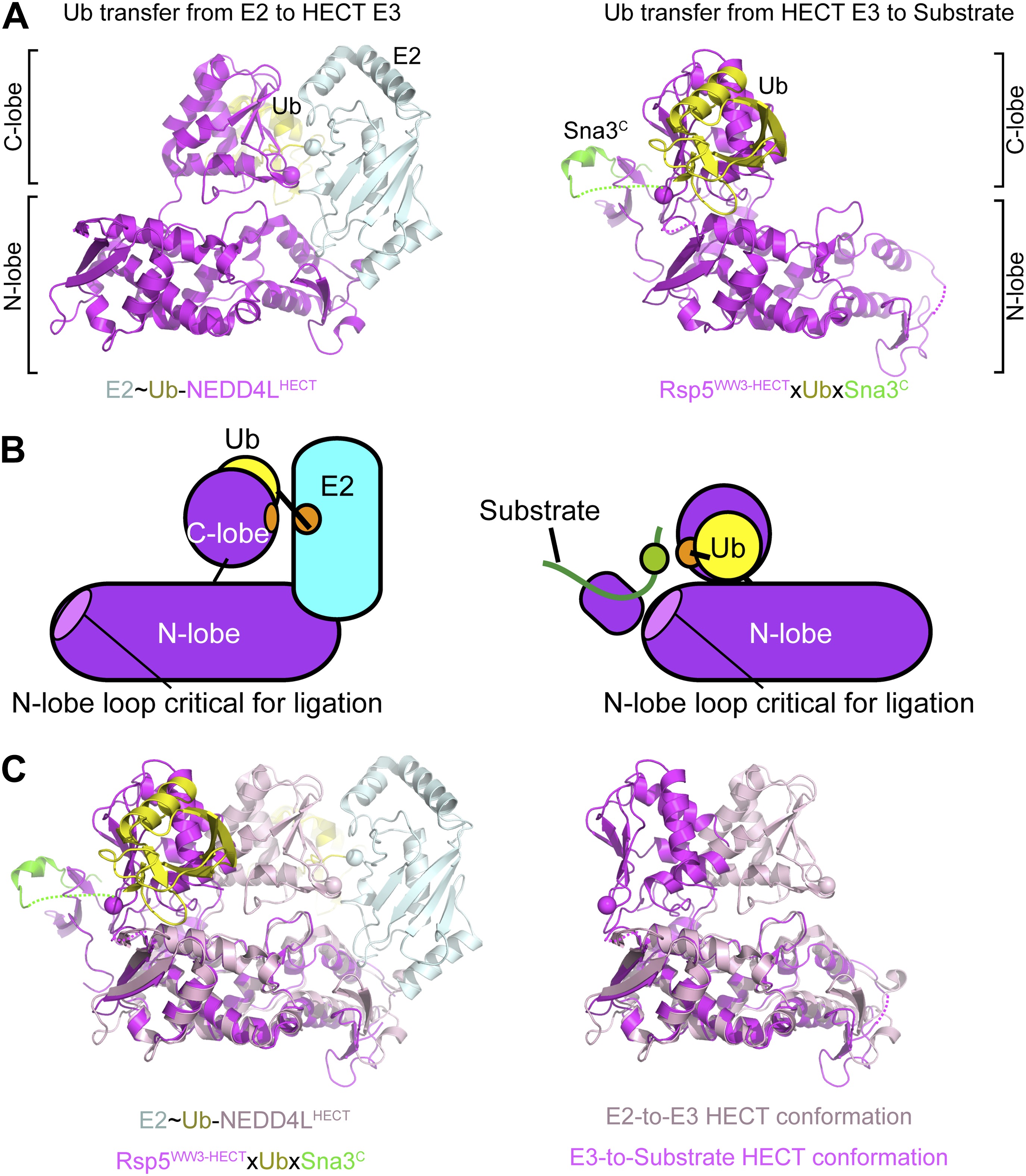 Mechanism Of Ubiquitin Ligation And Lysine Prioritization By A HECT E3