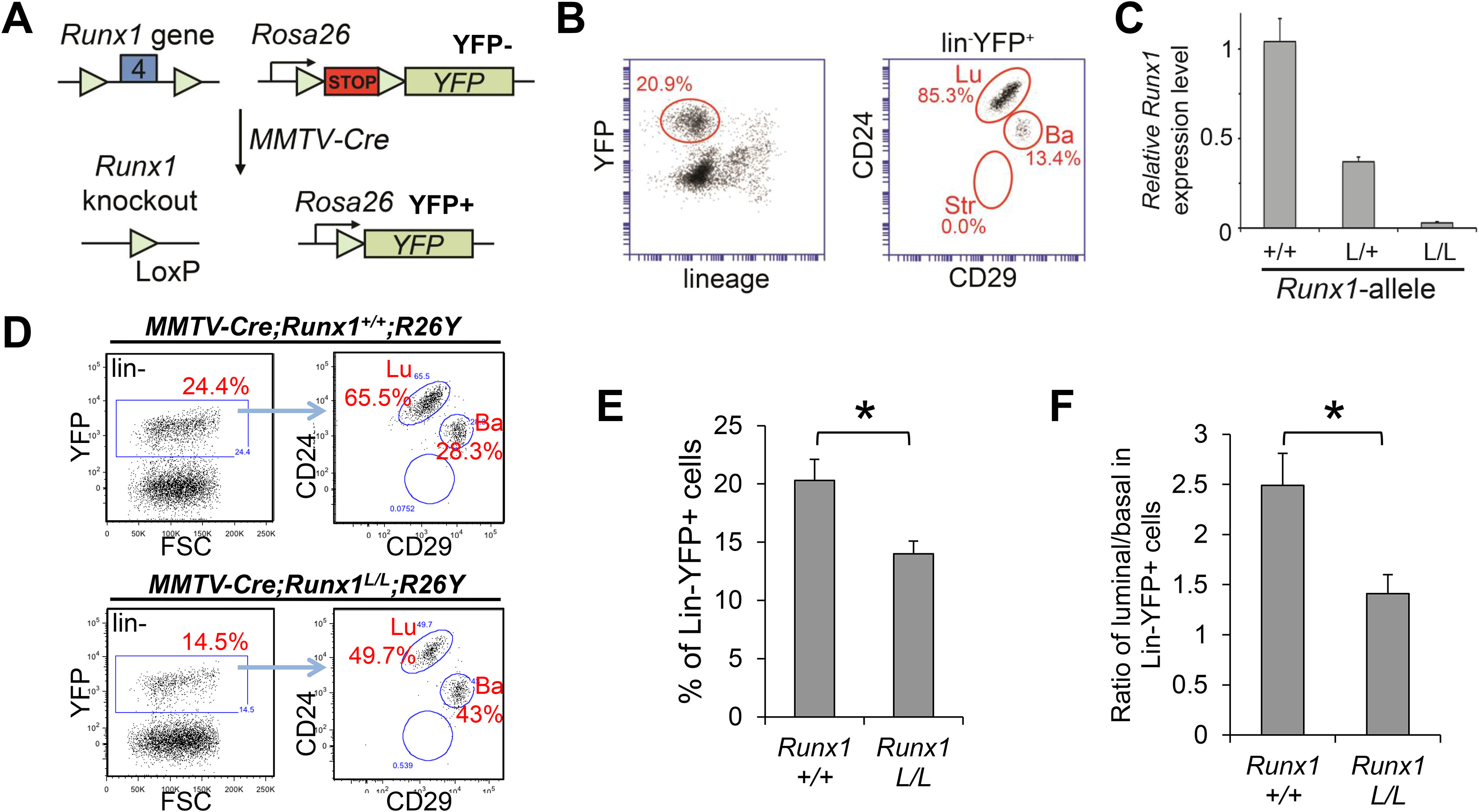 Runx A Transcription Factor Mutated In Breast Cancer Controls The