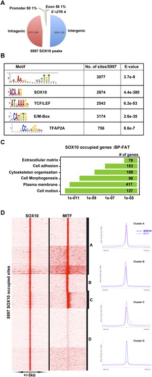 Transcription Factor MITF And Remodeller BRG1 Define Chromatin