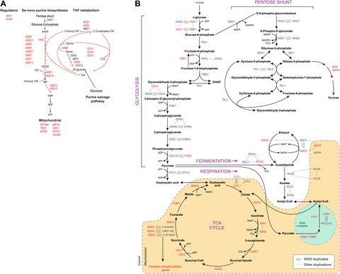 Evolutionary principles of modular gene regulation in yeasts | eLife