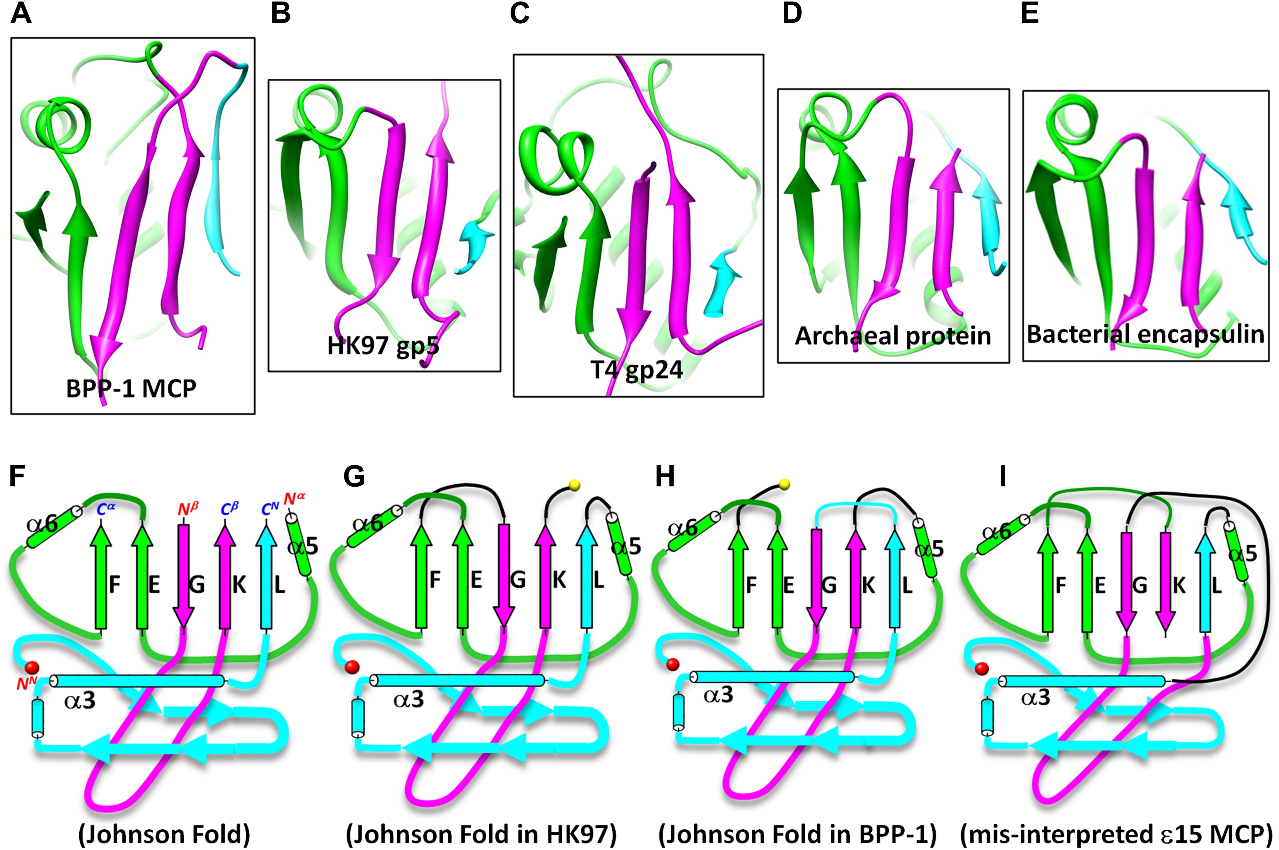 A new topology of the HK97like fold revealed in Bordetella