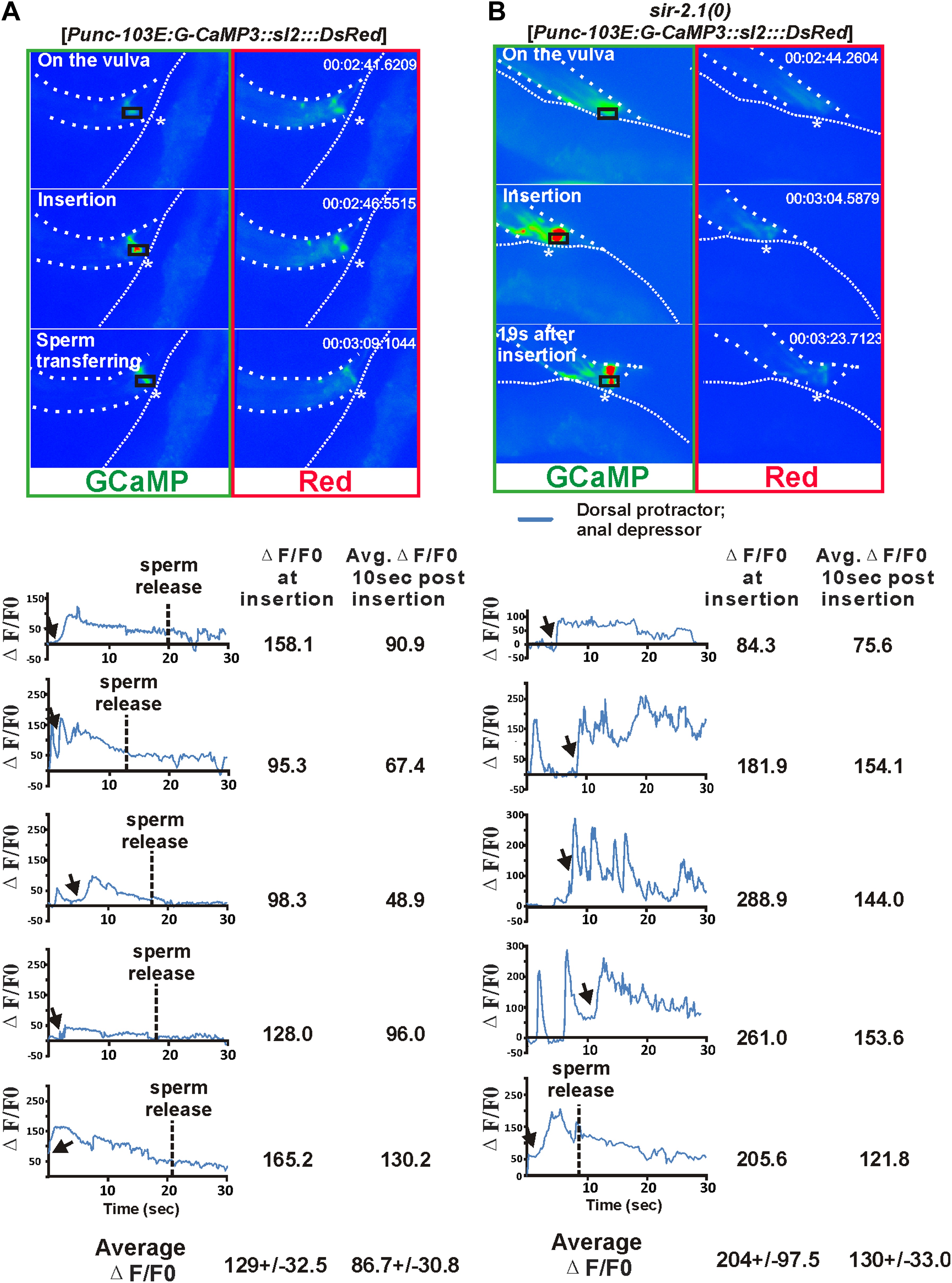 fluctuation mechanism