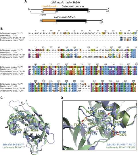 Structure of the SAS-6 cartwheel hub from Leishmania major | eLife