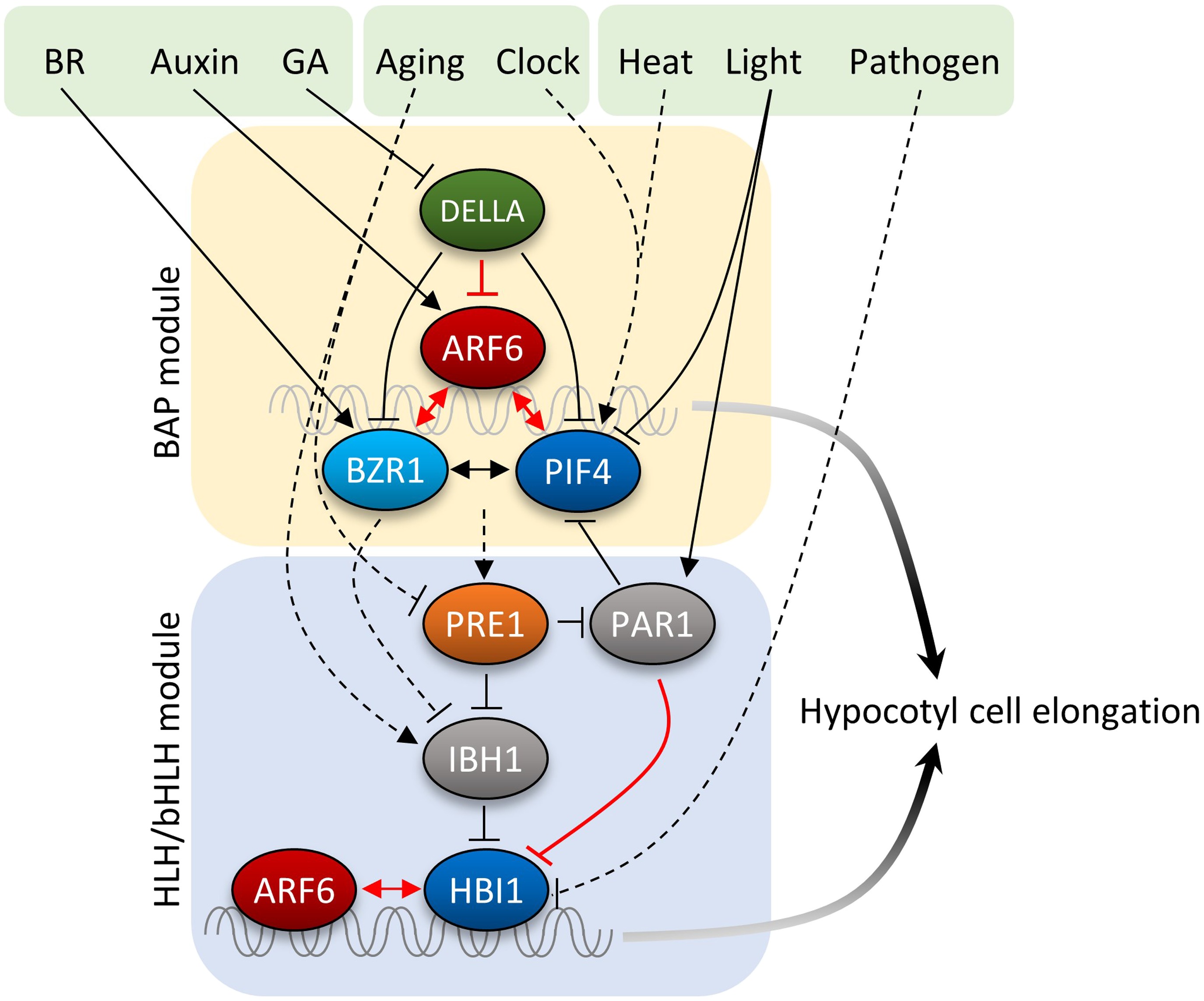 Cell elongation is regulated through a central circuit of interacting ...