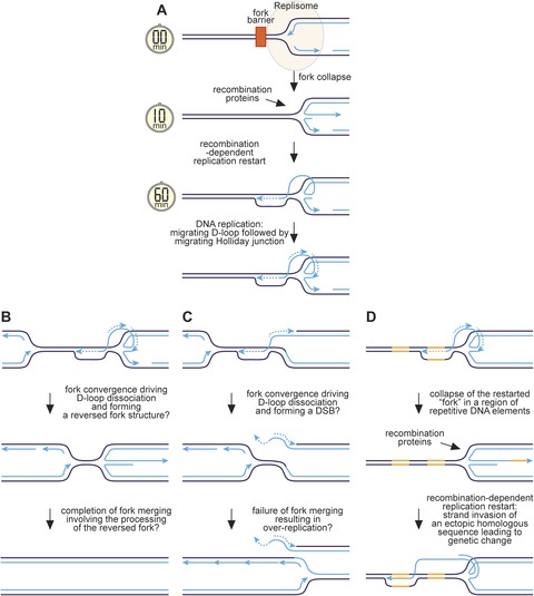 Recombination occurs within minutes of replication blockage by RTS1 ...