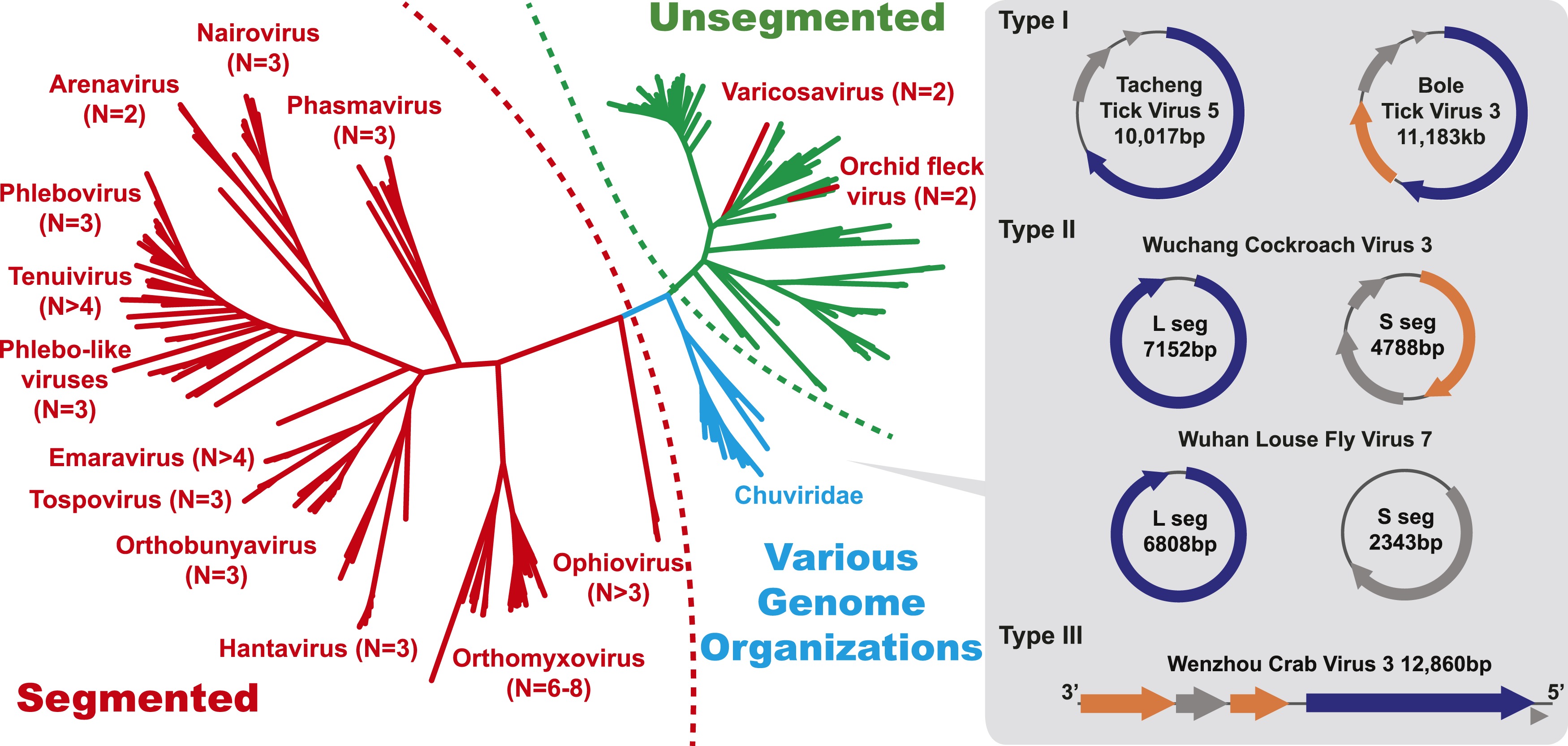 Unprecedented genomic diversity of RNA viruses in arthropods reveals