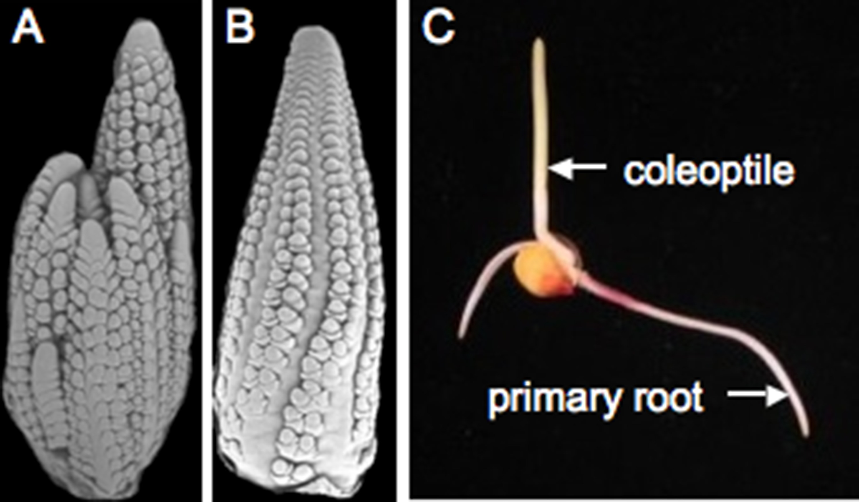 evolutionary and plant breeding insights from the