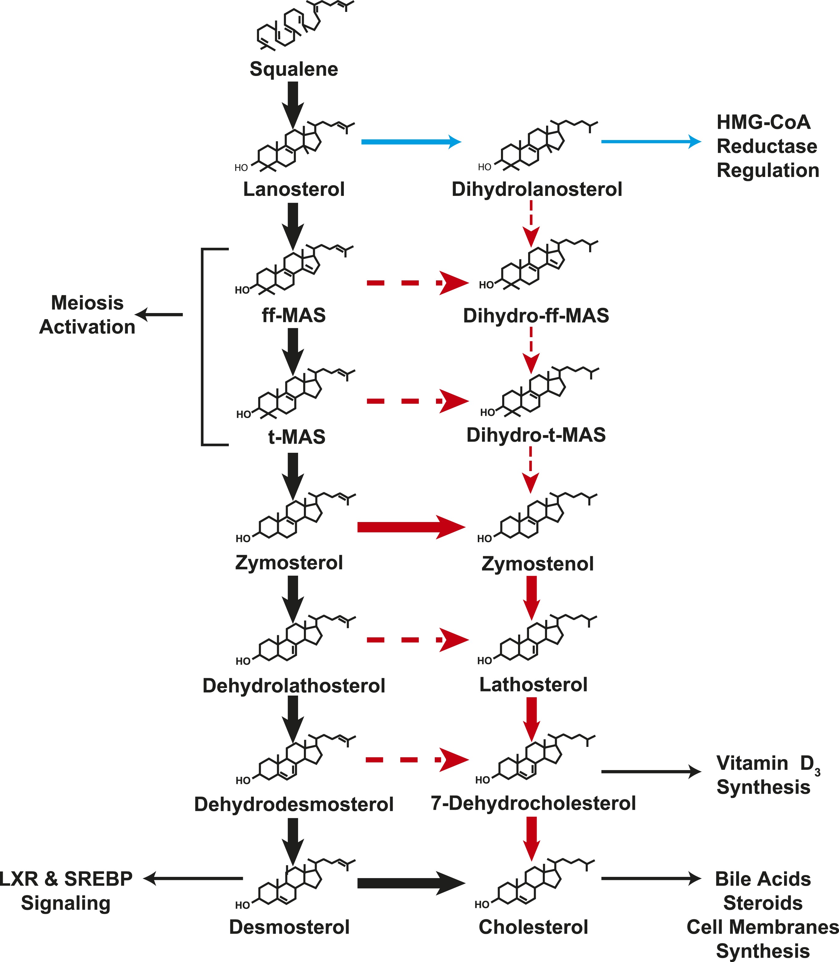 download representation