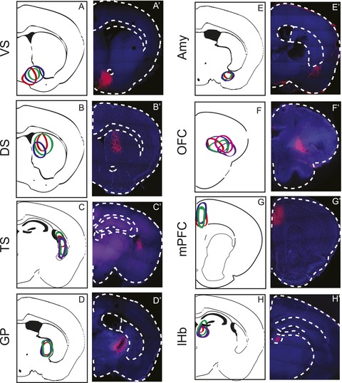 Dopamine Neurons Projecting To The Posterior Striatum Form An ...