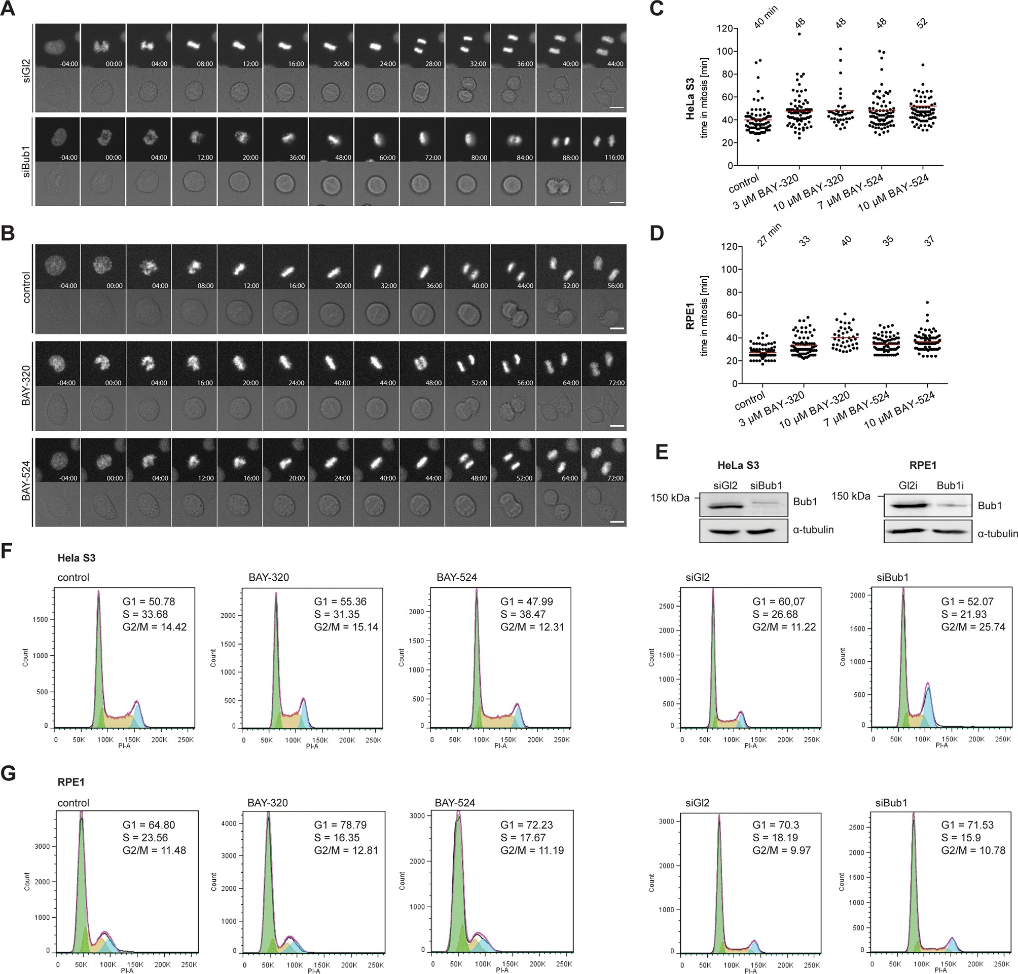 frequency relative rounding Probing the Figure 2. catalytic Bub1 of   functions kinase