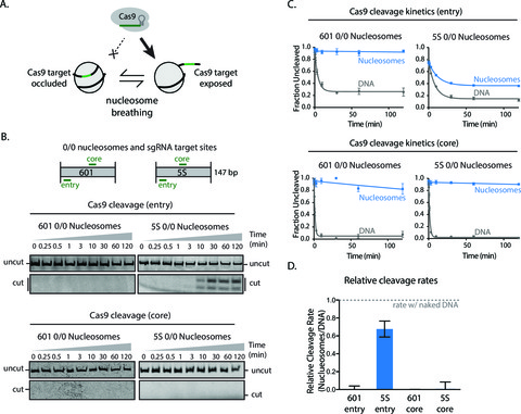 Nucleosome breathing and remodeling constrain CRISPR-Cas9 function | eLife