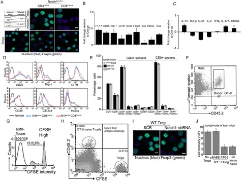 Notch1 regulated autophagy controls survival and suppressor activity of ...