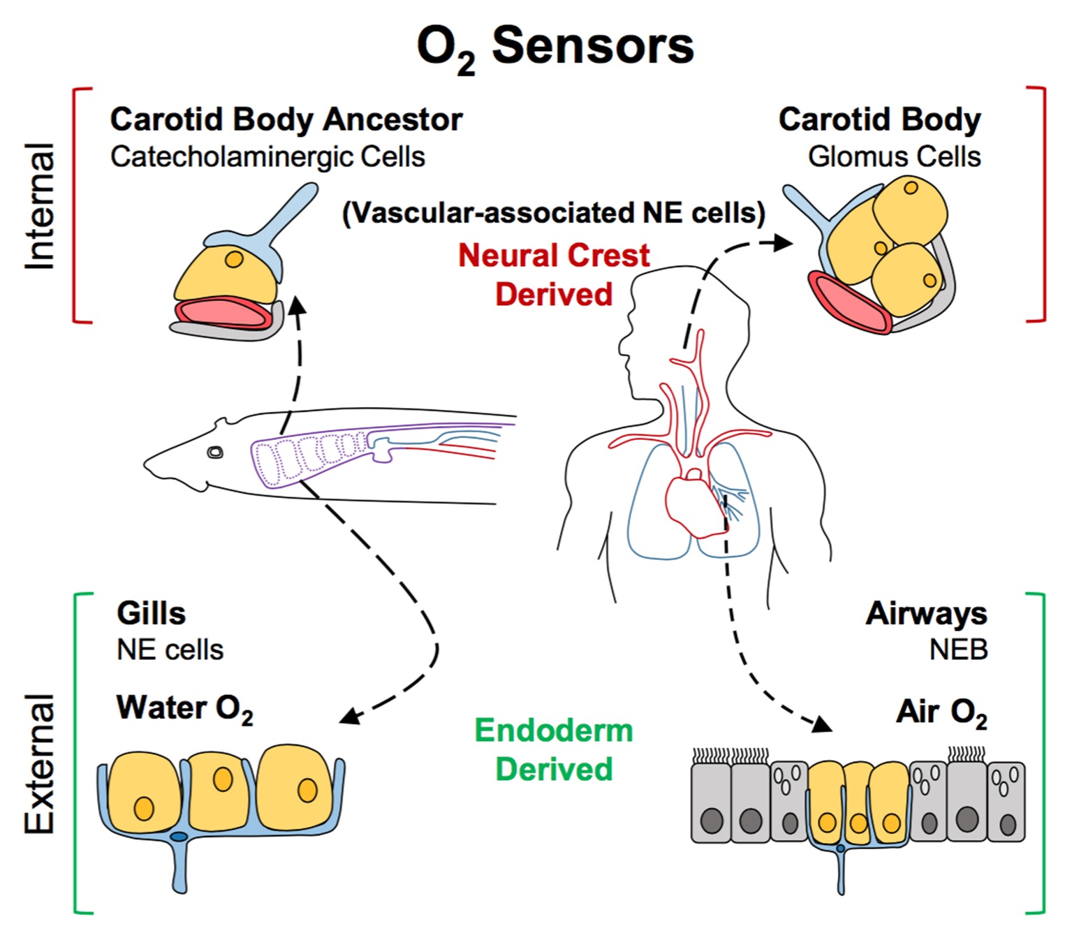 Sensing oxygen inside and out eLife